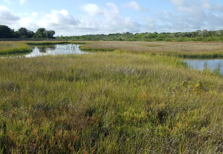 North Peninsula Marsh