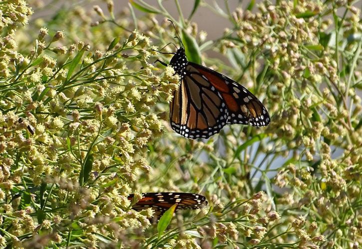 Monarch butterflies land on clusters of wild flowers. 