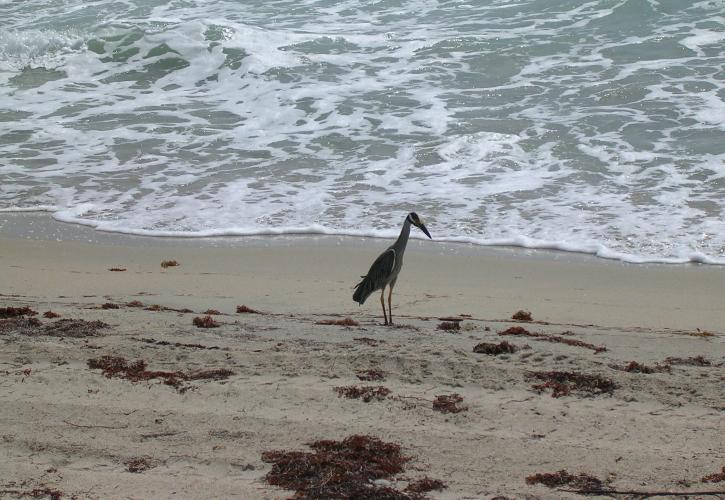 Night Heron on the beach