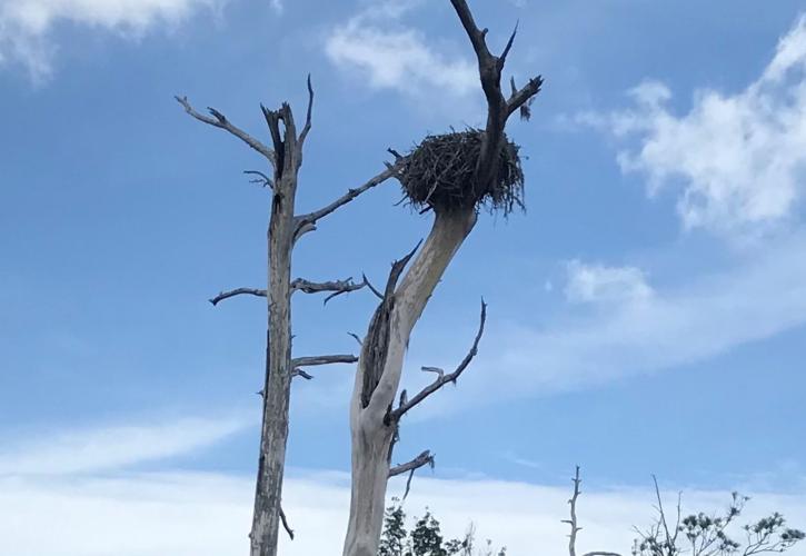 Osprey nest on Bear Creek at the Bluffs of St. Teresa