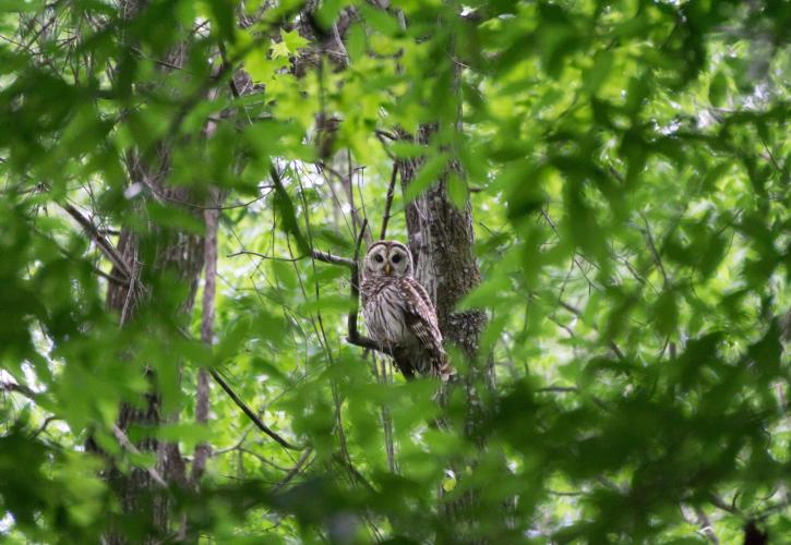 San Felasco Hammock Owl