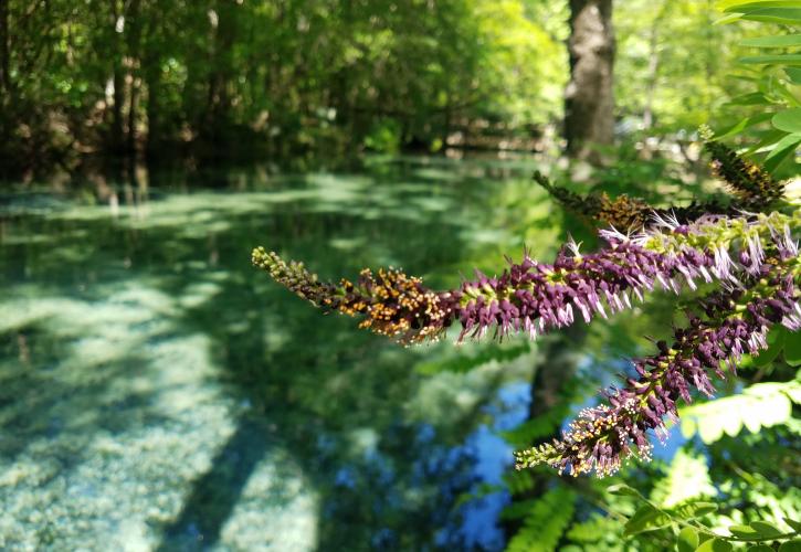 Ponce de Leon Springs