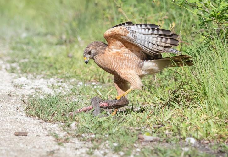 A perigan falcon found in Fakahatchee Strand Preserve State Park.