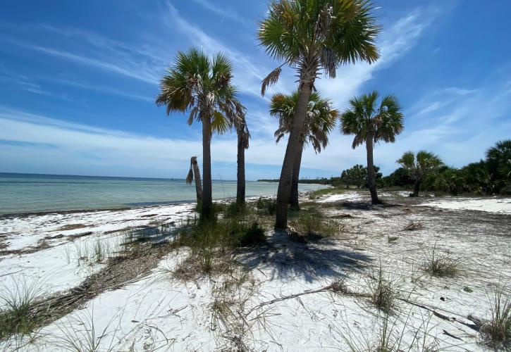 Palm trees on the beach