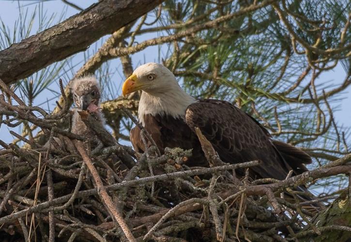 Eagle in nest