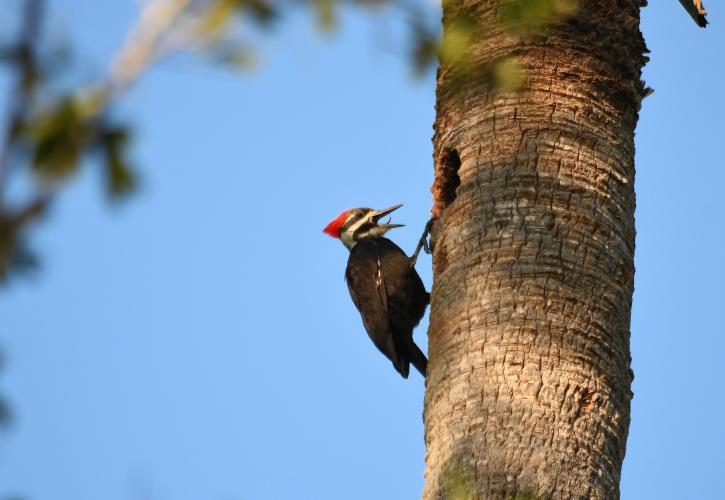 Pileated woodpecker on a palm trunk