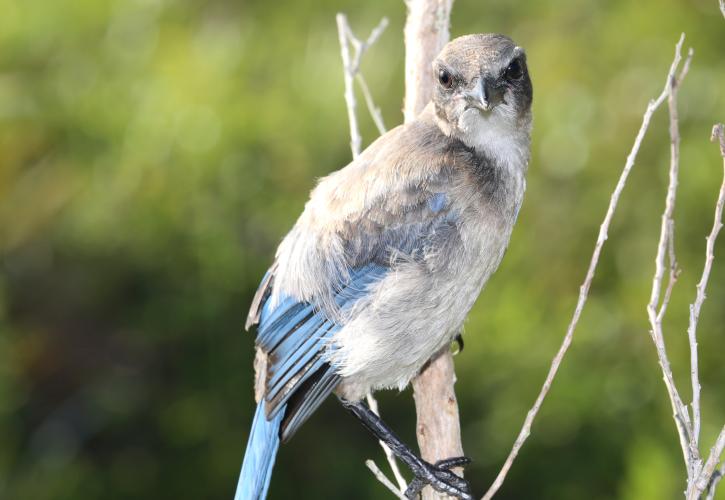 Florida Scrub Jay