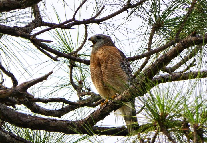 Red Shoulder Hawk on branch at Estero Bay Preserve