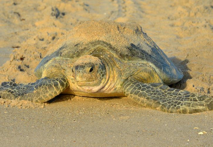 Adult Loggerhead turtle