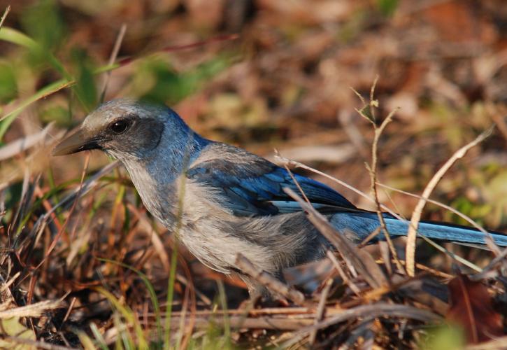 A Florida Scrub Jay sits in the brush