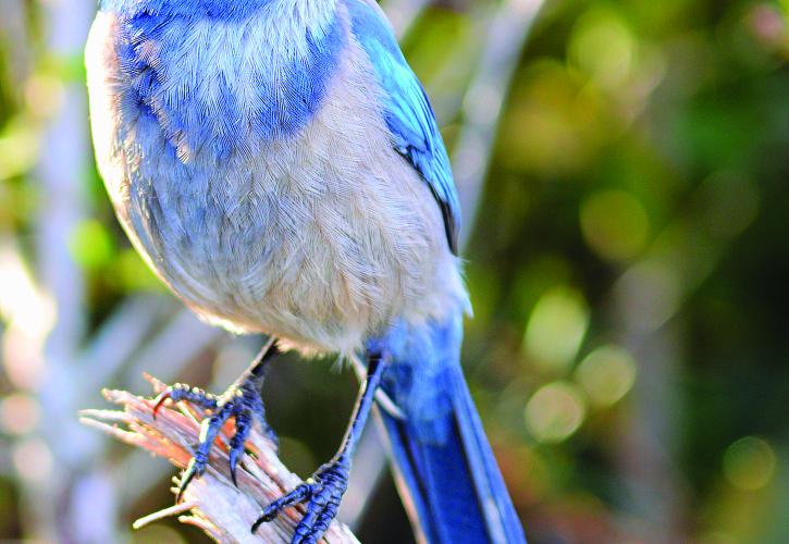 Florida Scrub Jay Florida State Parks