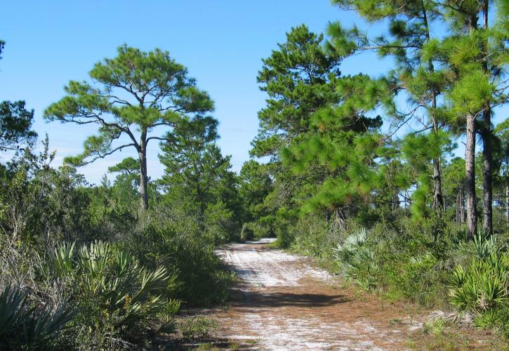 A view of the sandy trail through the brush.