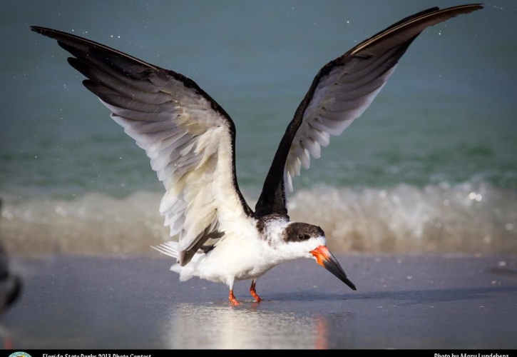 Stump Pass Beach Skimmer