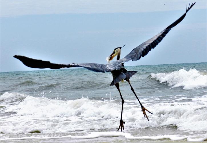 Water, birds