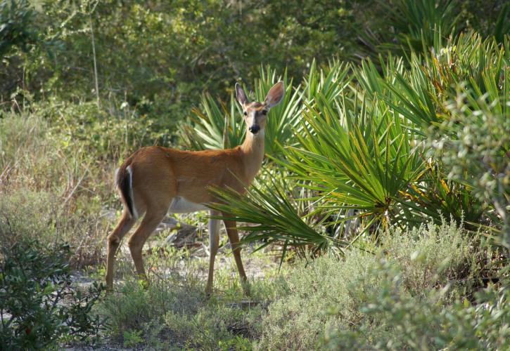 Deer standing in lush green vegetation. 