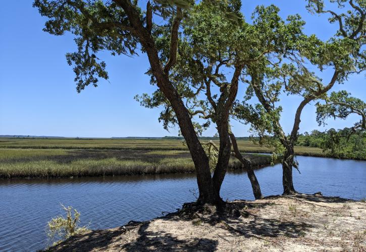 Primary bluffs over Bear Creek and Ocklockonee River at Bluffs of St. Teresa