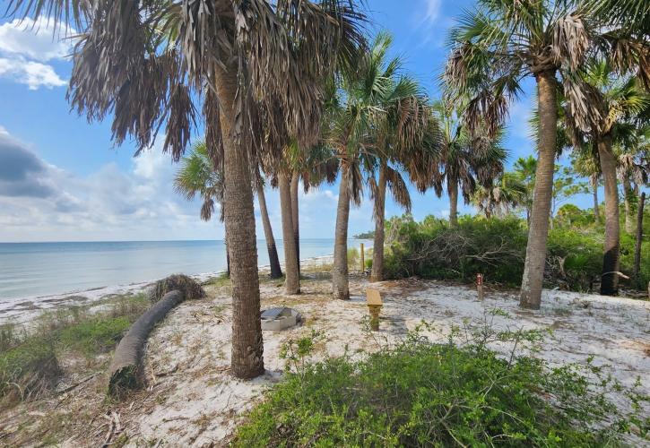 Palm trees line a primitive camping site.