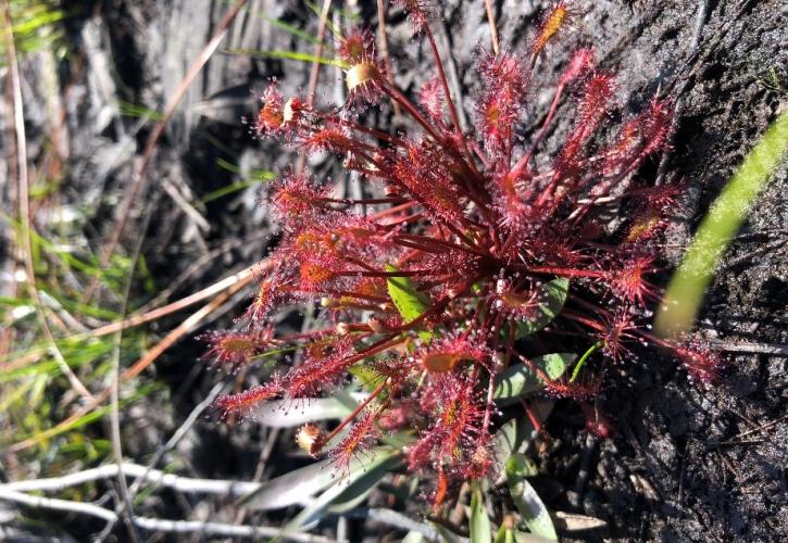 Sundew.