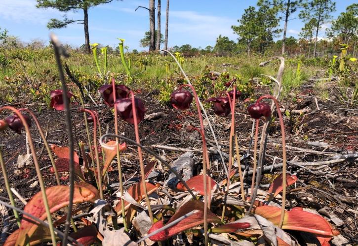 Pitcher plants.