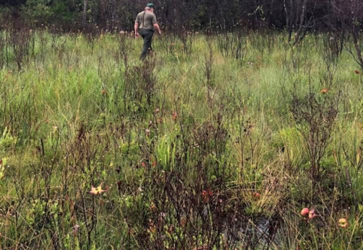 DL-17 wet prairie after initial titi removal, and several rounds of coppice mowing and prescribed burning. The site is now once again dominated by a diverse assemblage of herbaceous plants, including many carnivorous species such as pitcher plants, butterworts, and sundews.