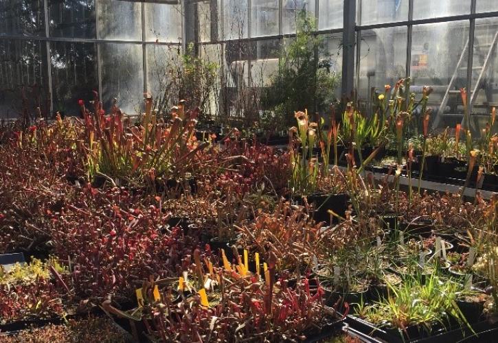 Pitcher plants grown in the nursery.