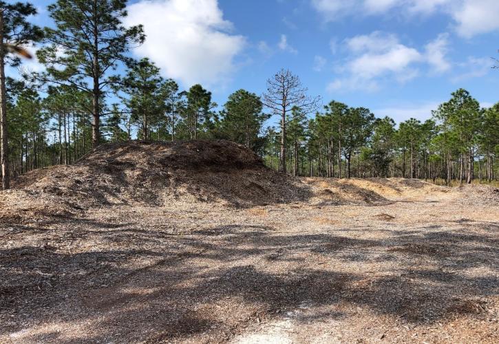 One of two upland sites at Deer Lake State Park were titi chips are staged for transport off property