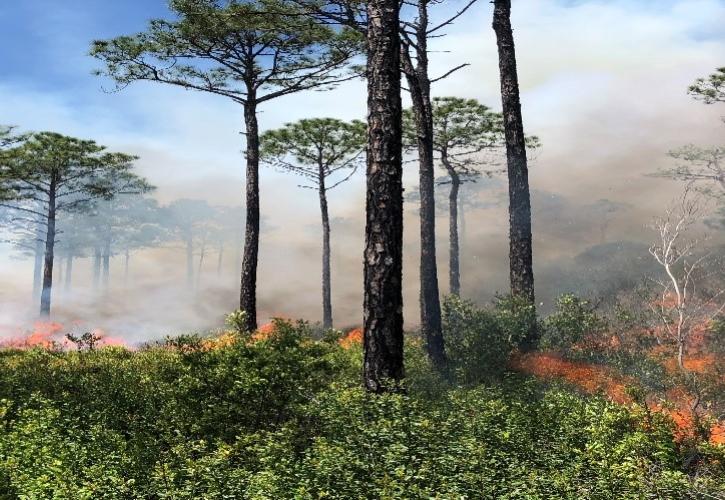 Initial prescribed burning in a wet prairie recently cleared of titi trees