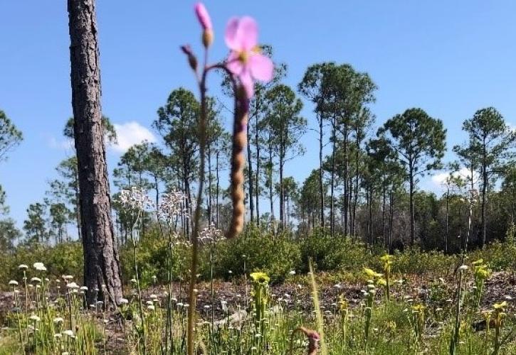 An orchid grows in the restored area of the park.