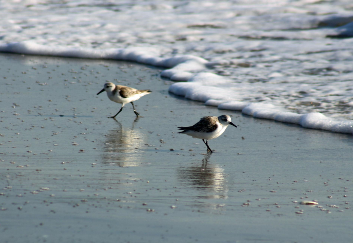 Stump Pass Beach Sanderlings