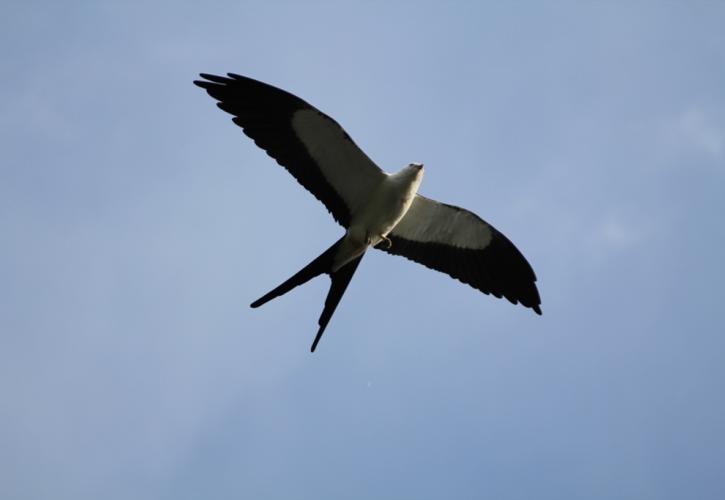 Lower Wekiva River Preserve Swallow Tail Kite