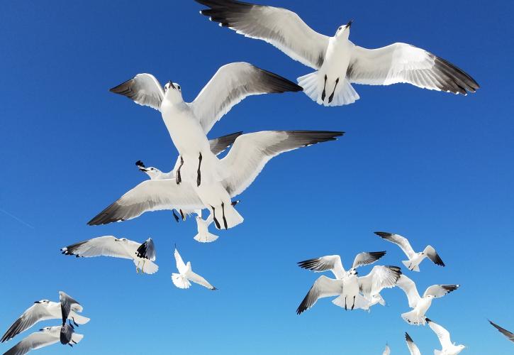 Seagulls in flight