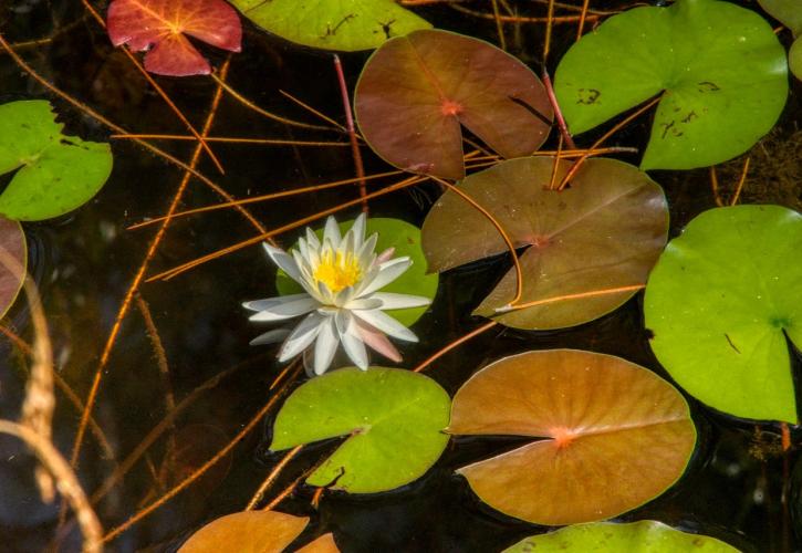 Blooming water lily flower among green lily pads. 