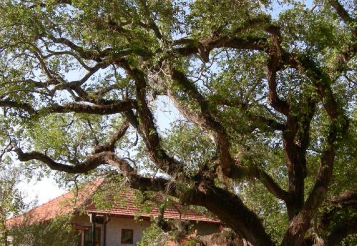 The Barnacle Live Oak