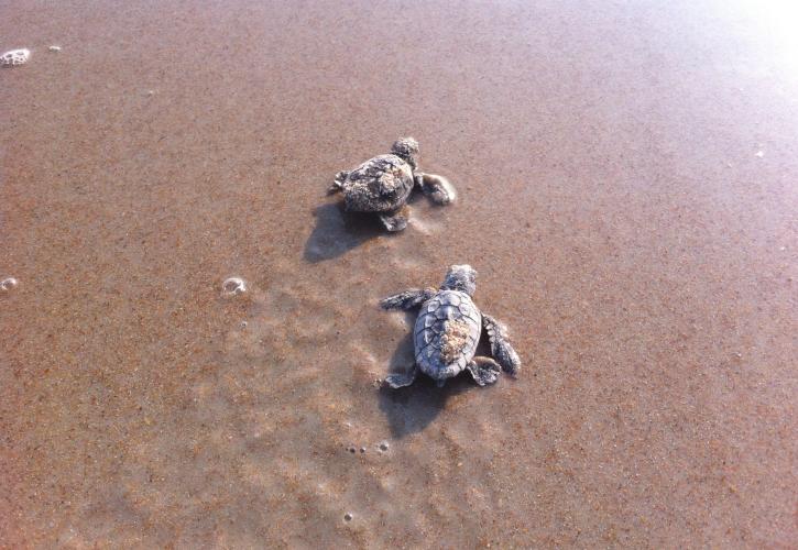 North Peninsula Turtles