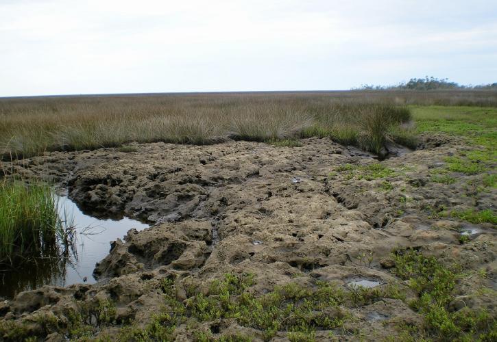 Exposed limestone with creek seeping out to the salt marsh