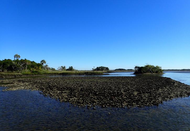 Large oyster bed in Waccasassa Bay on a blue sky day