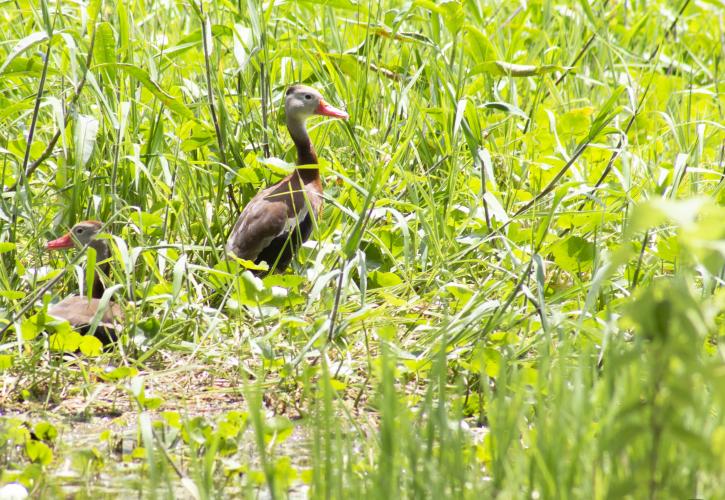 Whistling Ducks at Hontoon Island State Park