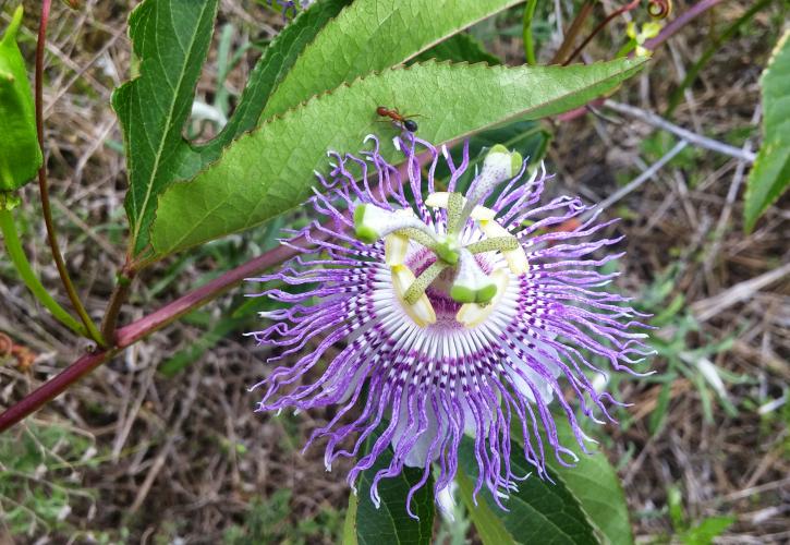 Bright purple wildflower. 