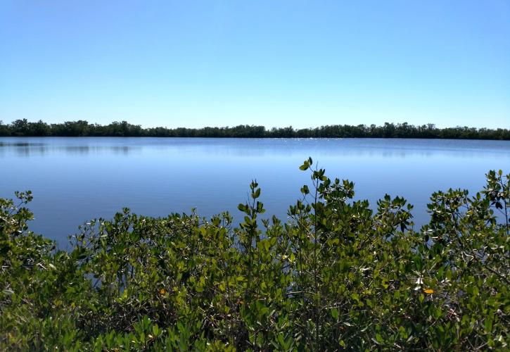 Winkler Coastal Marsh at Estero Bay Preserve