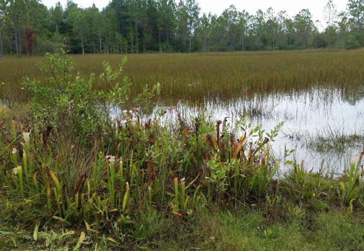 water, plants, wildlife