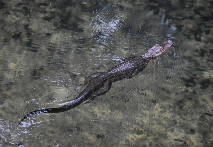 image of a juvenile alligator swimming through the water at manatee springs state park.