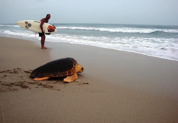 Loggerhead on beach