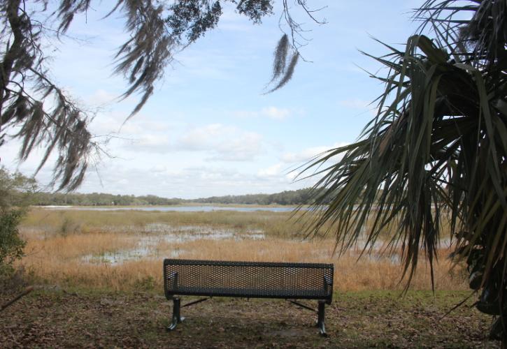 a bench looks out at a broad lake next to a palm tree.