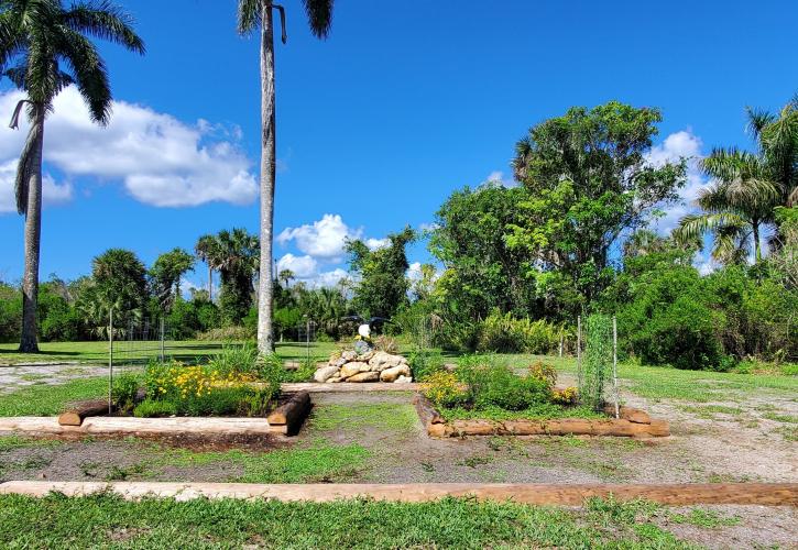 flowers blue sky palms and green grass garden