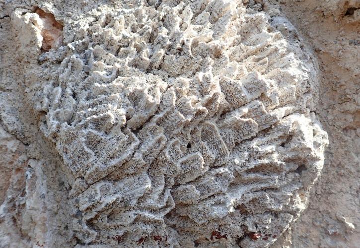 Brain coral fossil on home exterior