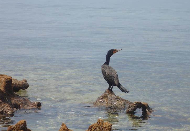 a cormorant sits on a rock on the bank of Indian Key