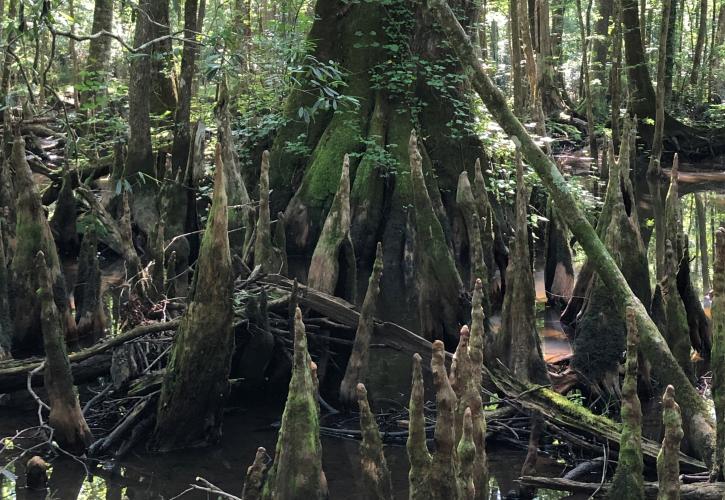 Large base of cypress tree surrounded by cypress knees. 