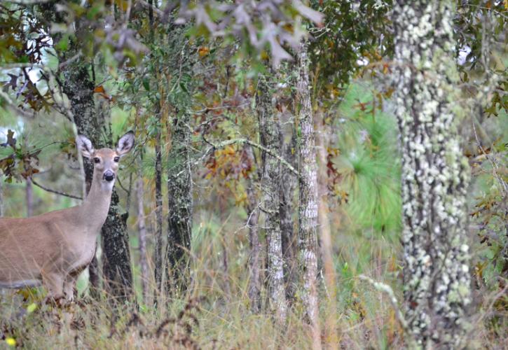 a doe stands in the middle of the multi-colored woods