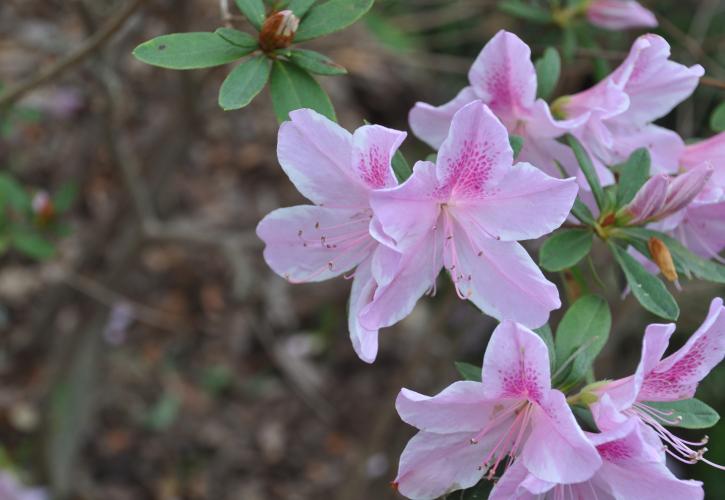 Light Pink Azalea