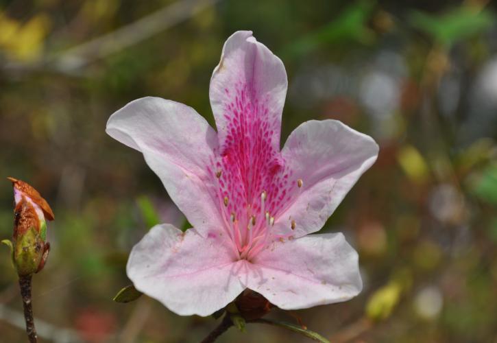 Light pink colored flower. 